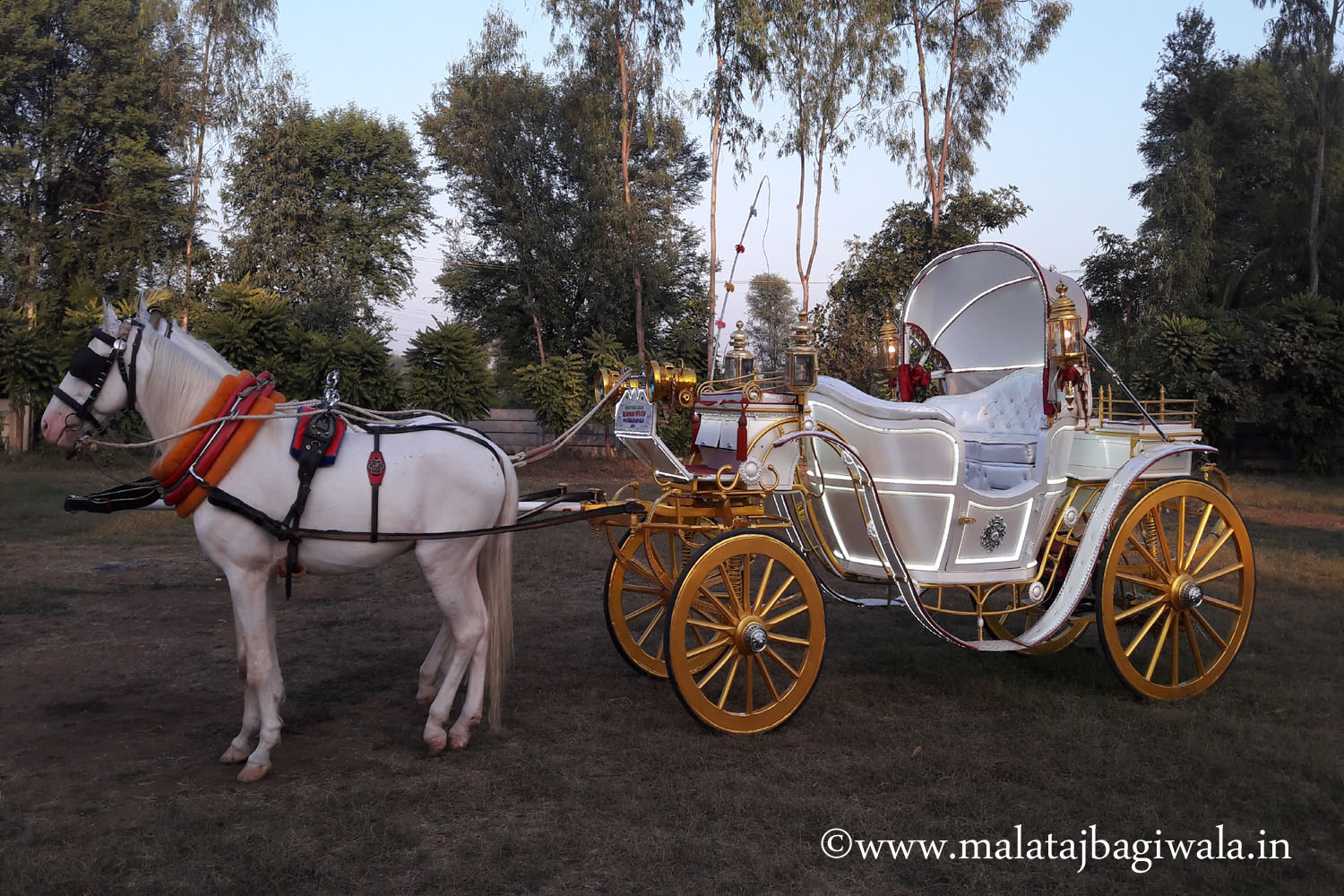Kohinoor White Bagi horse bagi photo 2 - Anand Gujarat