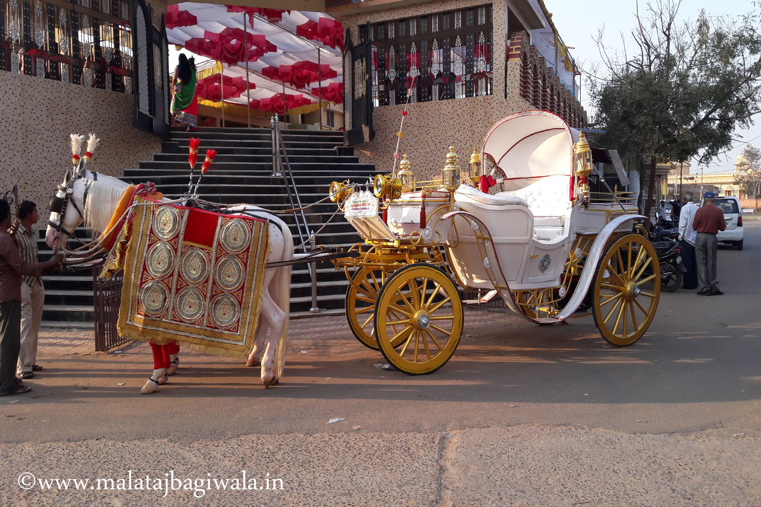 Kohinoor White Bagi horse bagi photo 3 - Anand Gujarat