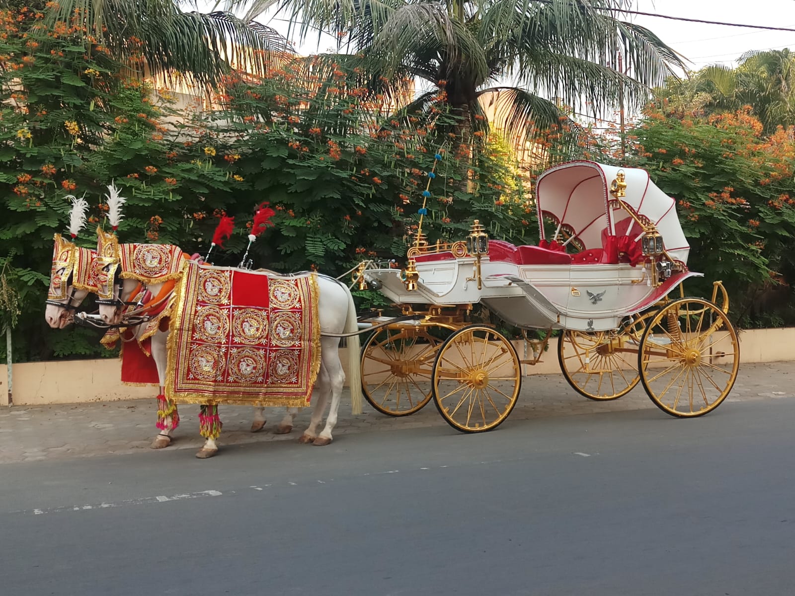 Vintage Victoria White 203 Bagi horse bagi photo 2 - Anand Gujarat