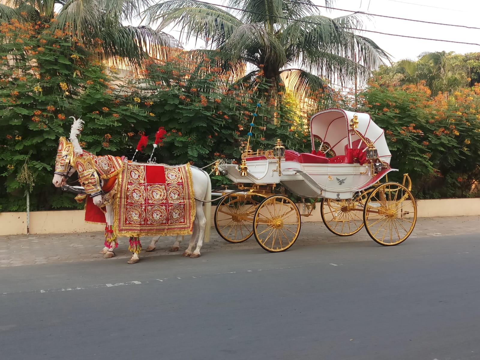 Vintage Victoria White 203 Bagi horse bagi photo 3 - Anand Gujarat